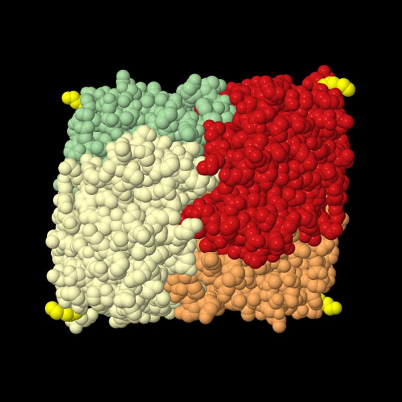 Lactatdehydrogenase (LDH) ist ein altbekanntes Enzym, das aus vier Untereinheiten besteht. Forscher an der UMG haben herausgefunden, dass diese Untereinheiten deren Enden Anhängsel bekommen.....