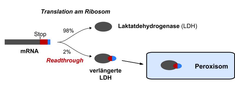 Ein neuer Mechanismus der Genregulation. (...)