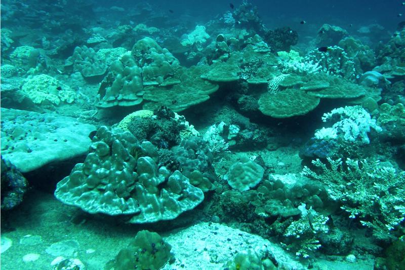 Korallenriff auf der Westseite einer Insel in der Andamanensee. Riffe in dieser Lage sind Internen Wellen und durch den Monsun ausgelösten Strömungen ausgesetzt.