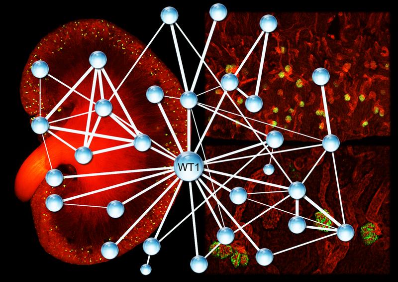 Das Wilms-Tumor-Protein WT1 nimmt eine Schlüsselposition in einem komplexen Netzwerk aus Genen und Proteinen ein, das für die Entwicklung und den Erhalt der Niere wichtig ist.