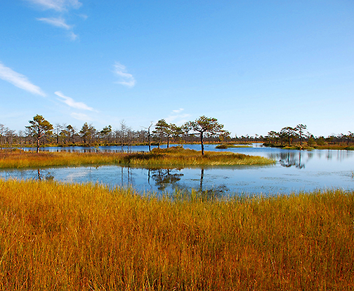 Das Jelnia-Moor in Belarus