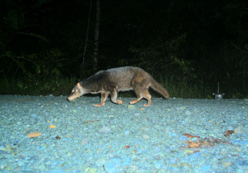 Otterzivette
