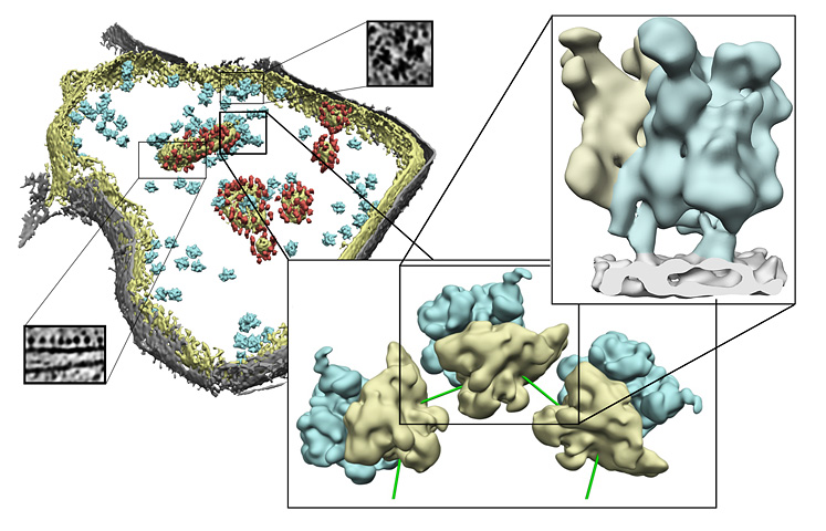 Die Struktur der Ribosomen in Mitochondrien Links: Elektronentomographisches Bild eines Mitochondriums. Die umhüllenden Membranen sind in gelb und grau dargestellt und Mito-Ribosomen in blau.