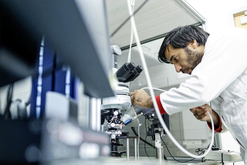 Hany Dweck stimuliert die Riechsinneszellen von Fruchfliegen mit Düften und zeichnet die Reaktionen einzelner Geruchssensillen auf den Antennen der Insekten auf.