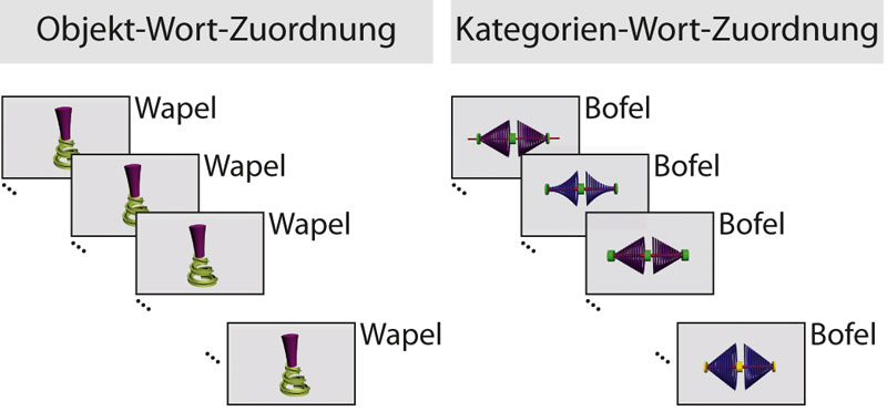 Was ein "Wapel" ist, lernen die Babys auch ohne Schlaf. Welche Gegenstände jedoch zur Kategorie "Bofel" gehören, erkennt das Babygehirn erst nach einem Schläfchen.