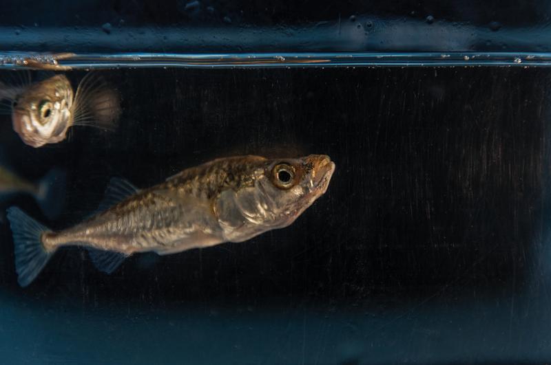 Three-spined sticklebacks (Gasterosteus aculeatus) raised during this study.