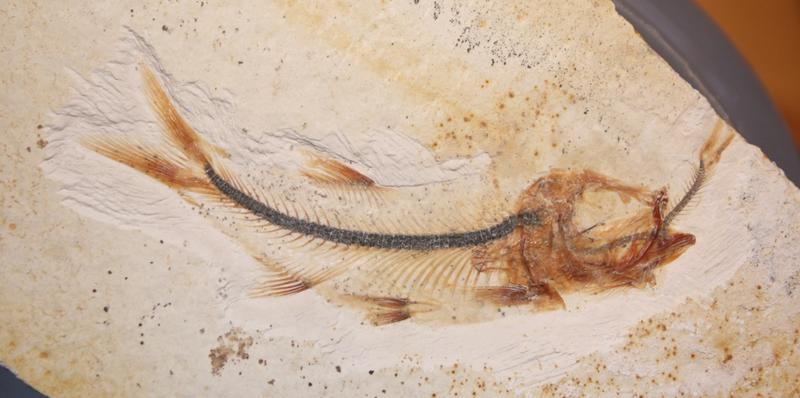 	Kleiner Raubfisch, der an einem Beutefisch erstickt ist.