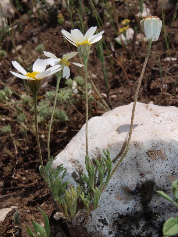 Nur wenige Monate im Frühjahr zu sehen: Castrilanthemum debeauxii, eine der seltensten Pflanzenarten der iberischen Halbinsel, findet sich auf einigen Bergrücken (Sierras) Ostandalusiens.
