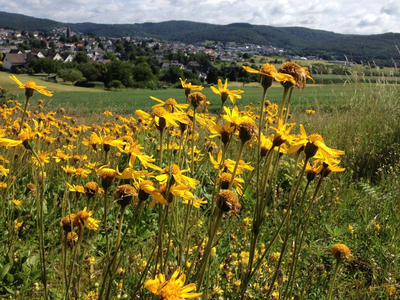 Die Echte Arnika (Arnica montana) ist in Hessen stark gefährdet. 