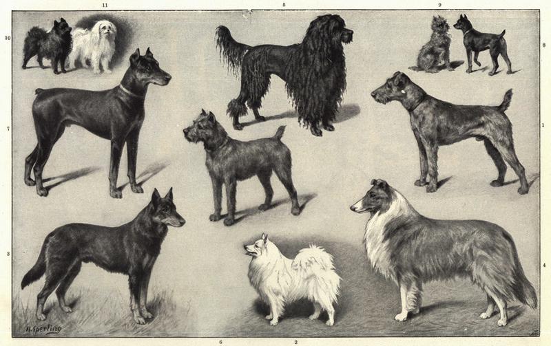 Hunde gibt es in allen Größen und Farben. Obwohl einige Gene identifiziert werden konnten, sind die generellen Mechanismen ihrer Vielfalt nach wie vor ungeklärt. 