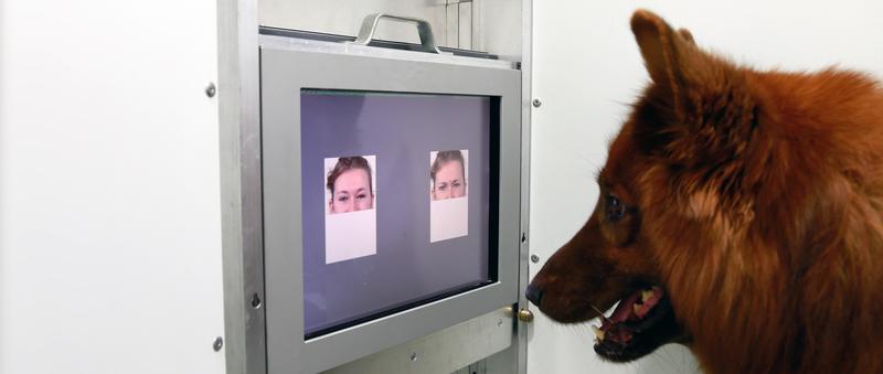 Dogs were trained to discriminate facial emotions on a touch screen.