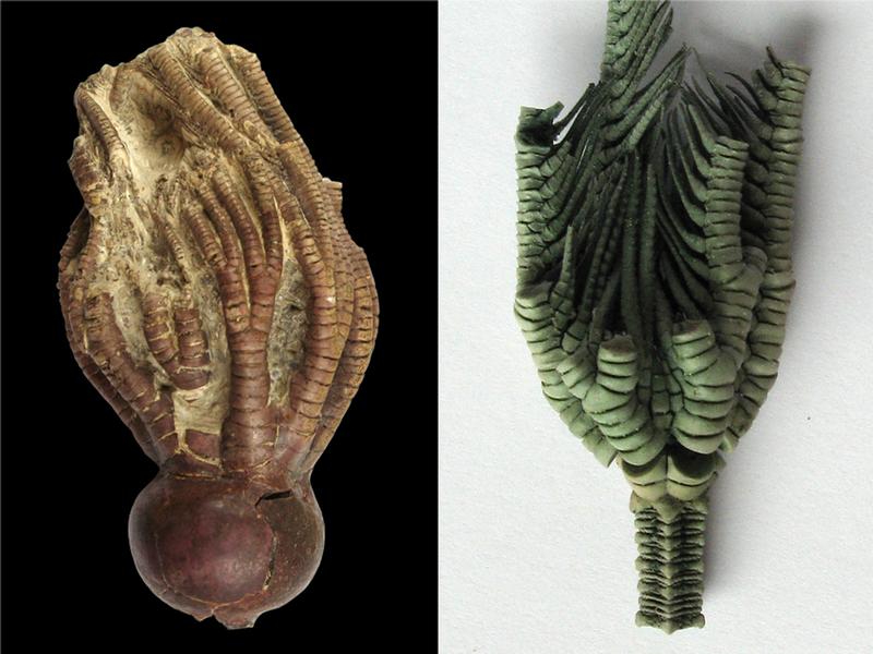 Fossile Crinoide aus dem Jura (links) und heutige Crinoide (rechts) mit Chinon-Farbstoffen.