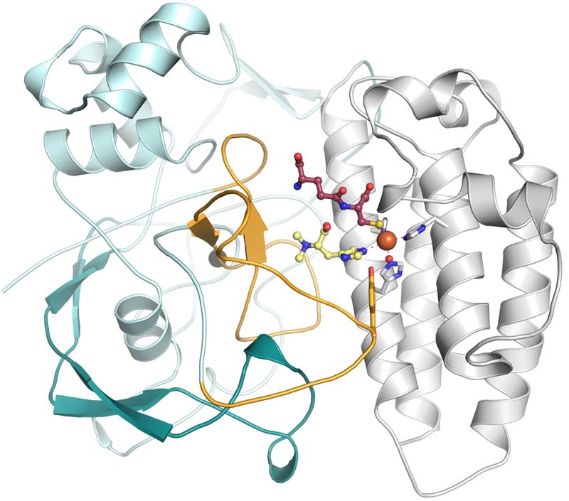 Hochaufgelöst und in 3D – Wissenschaftler des HZI und der Universität Basel haben die Struktur des Enzyms EgtB aufgelöst.