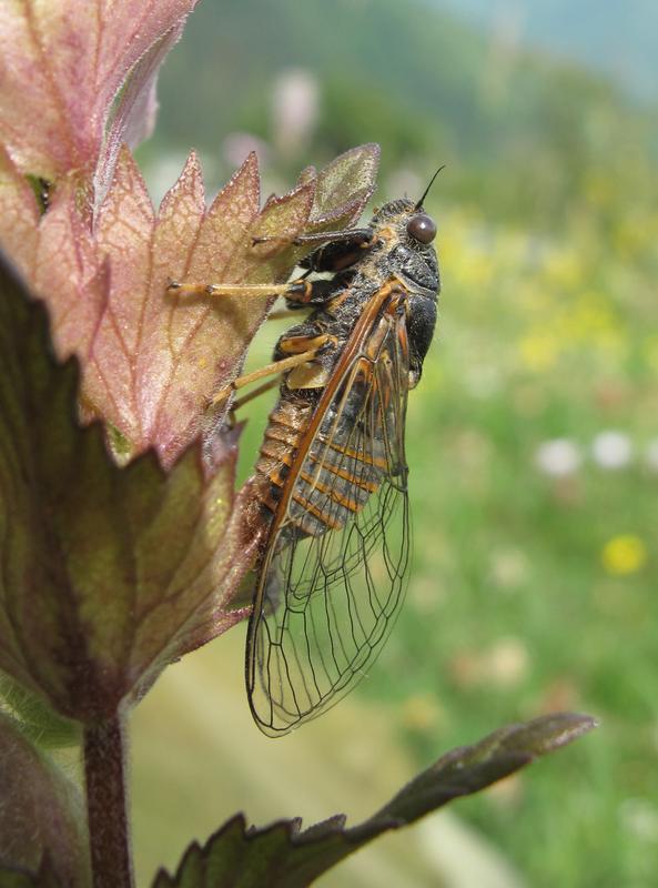  Cicadetta sibillae has a high pitch song and a 4 centimeter wingspan.