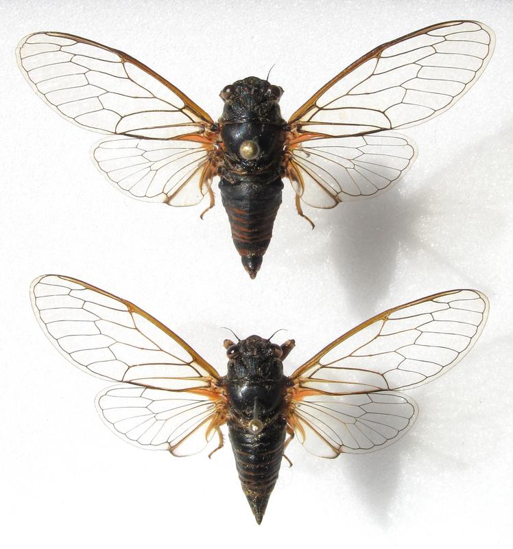  Captured for science: Male (above) and female specimen of the newly discovered Mountain Cicada species.