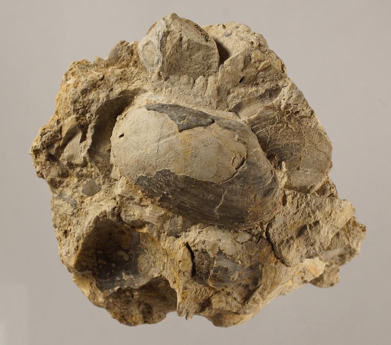 Muscheln einer fossilen Methanquelle