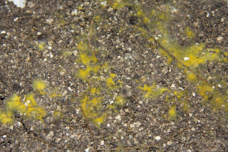 Der Safrangelbe Hautrindenpilz (Piloderma croceum) und sein Zusammenleben mit Eichen steht im Mittelpunkt der Untersuchungen des DFG-Forschungsprojekts „TrophinOak“.