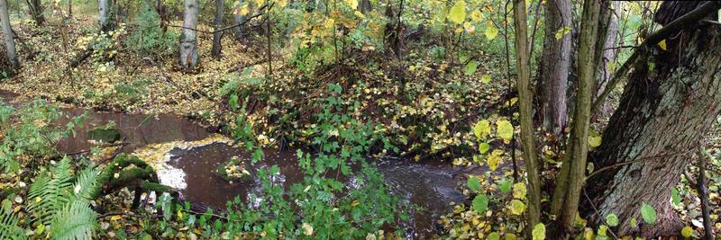 Laub in Bächen liefert Energie und Nährstoffe für Wasserorganismen wie Insektenlarven oder Kleinkrebse.  Das Foto zeigt den Hainbach bei Frankweiler zur Zeit des Laubfalls.
