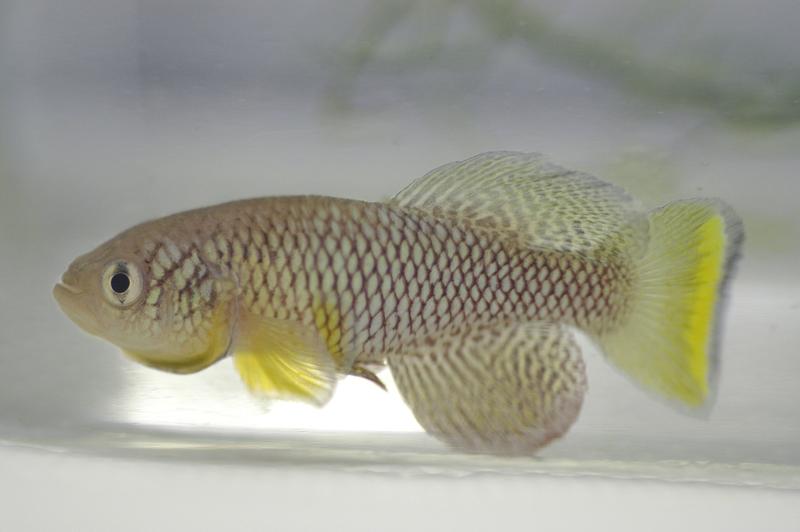 A male African turquoise killifish (Nothobranchius furzeri, short-lived strain GRZ).