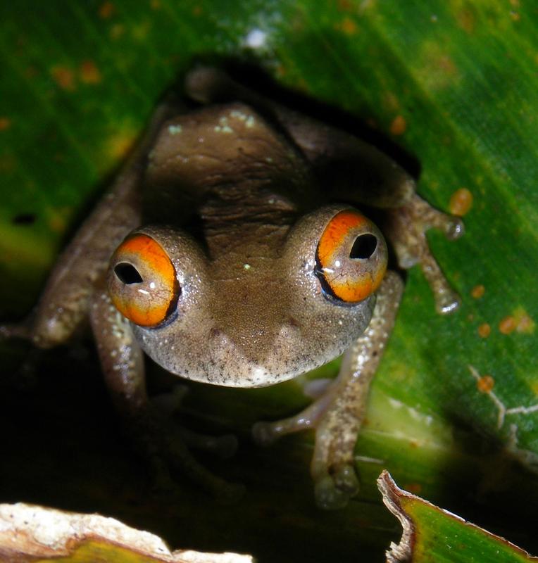 Ein rotäugiger Baumfrosch (Boophis quasiboehmei) aus dem Ranomafana-Nationalpark in Südostmadagaskar. Bei dieser Art wurden Infektionen mit dem Chytrid-Pilz festgestellt.