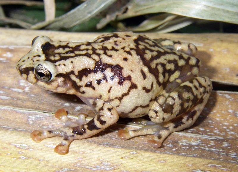 Auch bei diesem Engmaulfrosch (Platypelis pollicaris) aus Ranomafana wurde Chytrid-Befall nachgewiesen.
