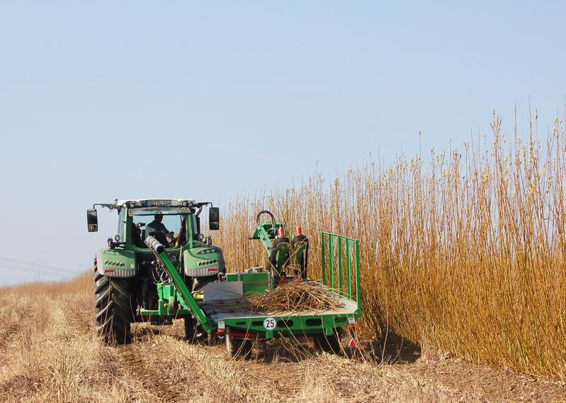 ROD-PICKER Ernteeinheit während der Ernte einjähriger Weiden in der Versuchsphase.