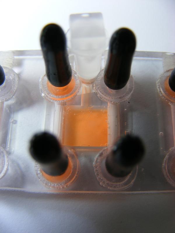 Miniaturisierter Bioreaktor zur Züchtung und Kultivierung von menschlichen Zellen.