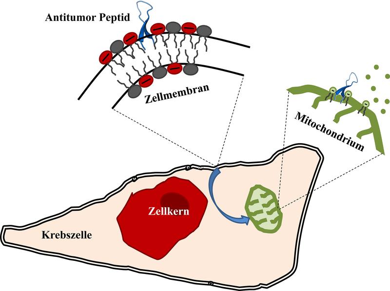 Das Antitumor-Peptid (blau) nimmt an der Krebszellmembran eine Haarnadel-Struktur ein, wird dann in die Zelle aufgenommen, interagiert mit Mitochondrien (grün) und löst den Tod der Zelle aus.