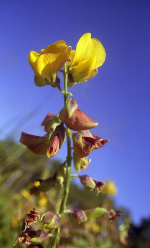 Die zur Gattung der Schmetterlingsblütler gehörende Crotalaria kommt hauptsächlich im tropischen und subtropischen Bereich vor. 