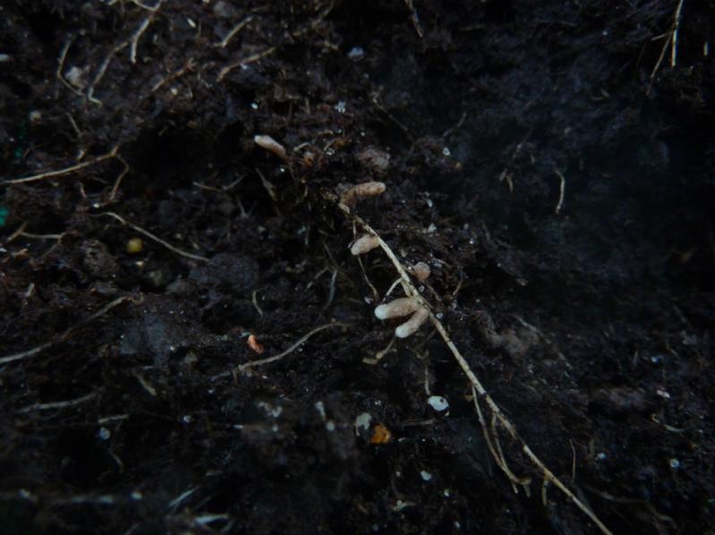 Die Rhizobien (Bakterien) lagern sich in den gut erkennbaren „Wurzelknöllchen“ an. 