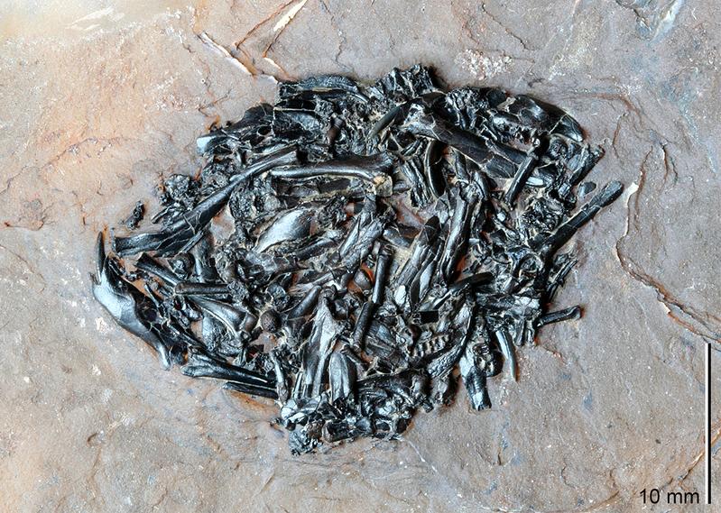25 Millionen Jahre altes Gewölle, das vermutlich von einer Eule ausgewürgt wurde.  