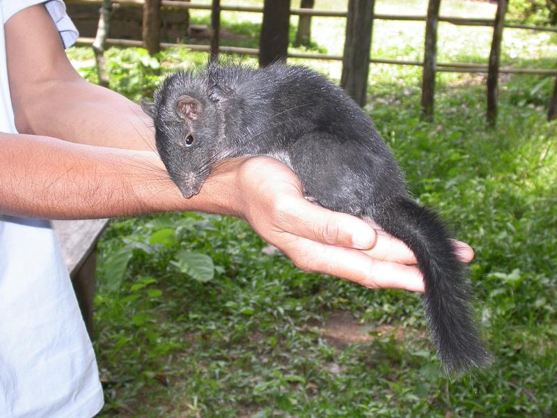 Die Laotische Felsenratte ist ein rätselhafter Nager 