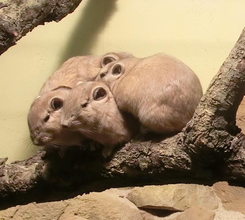 Nahe Verwandte der Laotischen Felsenratte: Die Gundis, aufgenommen im Zoo Frankfurt.