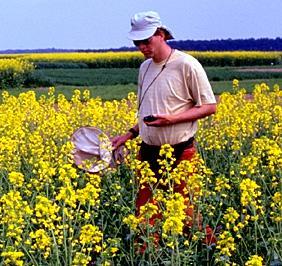 Im Feld werden Insekten mit dem Netz gefangen, die Art bestimmt, zahlenmäßig erfasst und gleich danach wieder freigelassen.