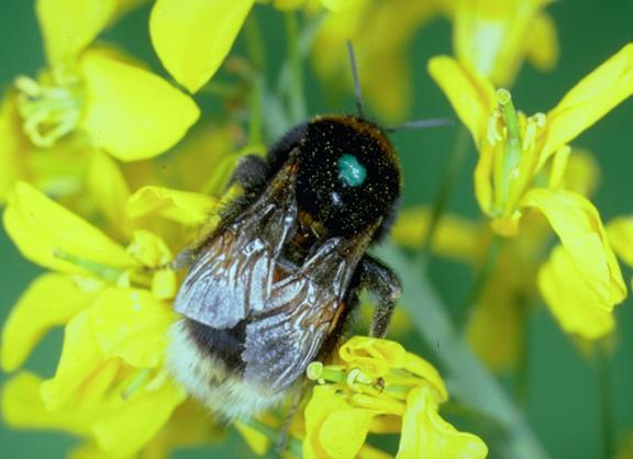Erdhummel auf einer Rapsblüte