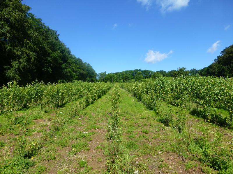 Eine einjährige Pappel-KUP auf einem Feld in der Nähe von Goslar, Deutschland. Der Landwirt nutzt das erzeugte Energieholz zur CO2–neutralen und kostengünstigen Wärmeversorgung seines Hofes. 