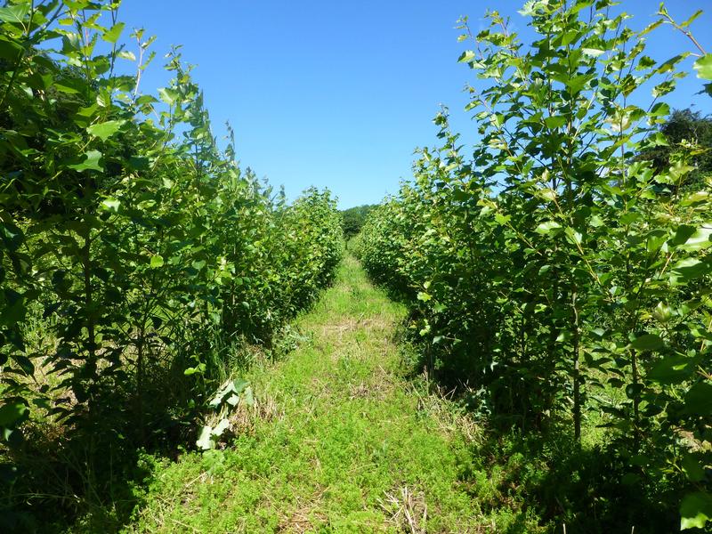 A one-year poplar SRC on a field near Goslar, Germany. The farmer uses the wood fuel produced for carbon-neutral and cost-efficient heating on his farm. 