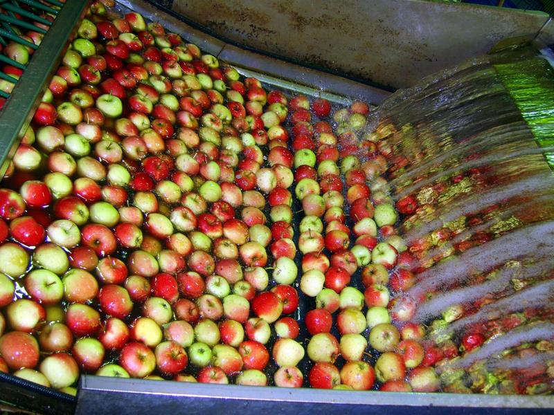 Im Netzwerk Wasser&Technik werden alle Aspekte der Wasser- und Abwasserbehandlung berücksichtigt, etwa bei der Schwemmsortierung von Äpfeln im Alten Land.