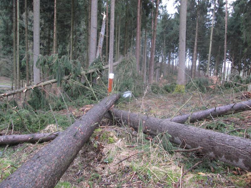 : Sturmwurf im Kranzberger Forst bei Freising, im Hintergrund Messinstrumente der Waldklimastation