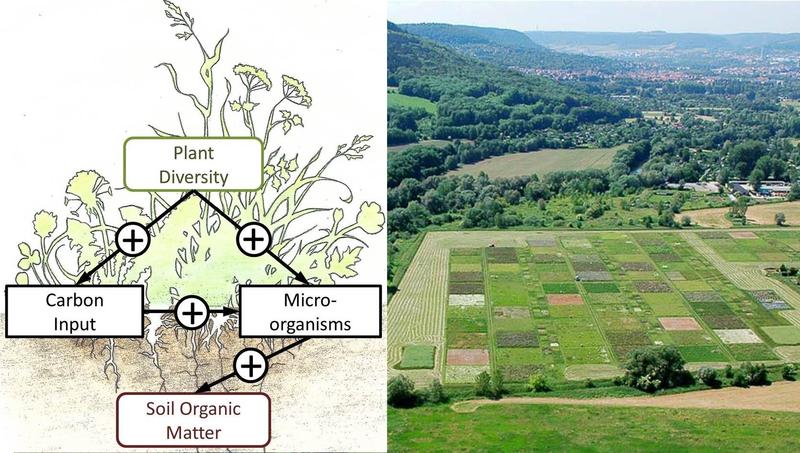 On the left: positive impact of plant diversity on microbial carbon storage, on the right: experimental field site of long-term study 'The Jena Experiment'