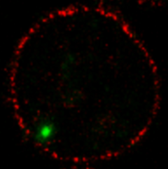 Erbinformation der HI-Viren (grün) am Rande des Zellkerns in der Nähe der Kernporen (rot) einer infizierten Zelle des Immunsystems (CD4 T-Zelle). 