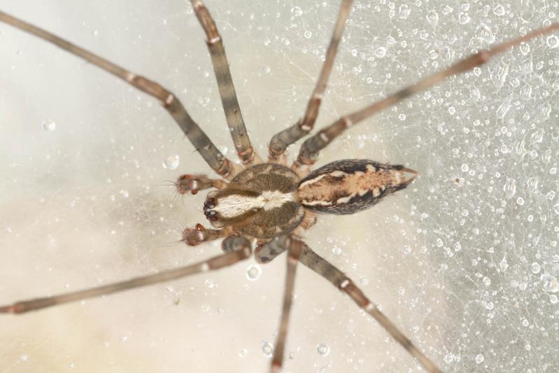 Männchen der neuentdeckten Hausspinnen-Art Eratigena laksao aus Laos. 