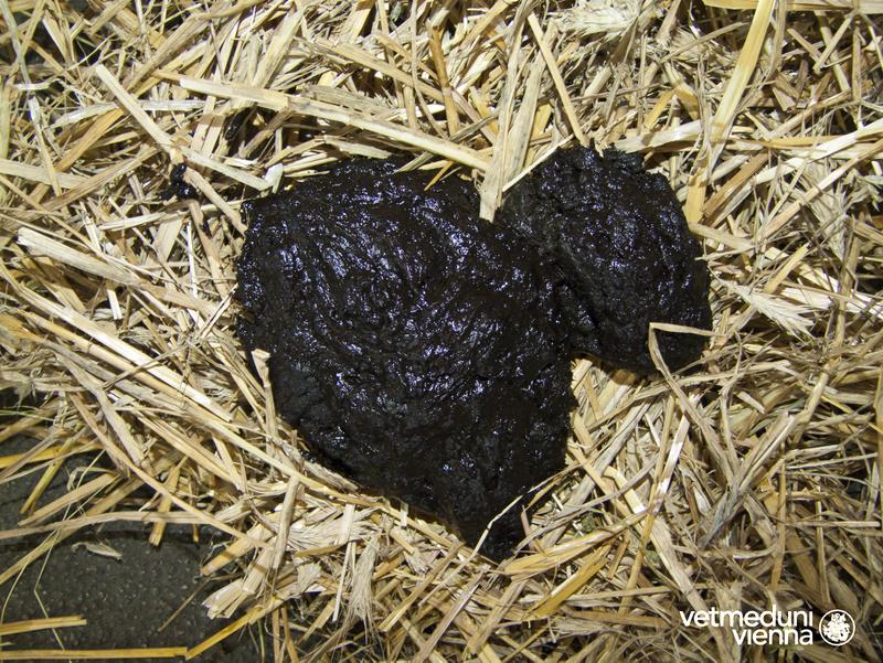 Digested blood stains the feces of diseased animals black. 