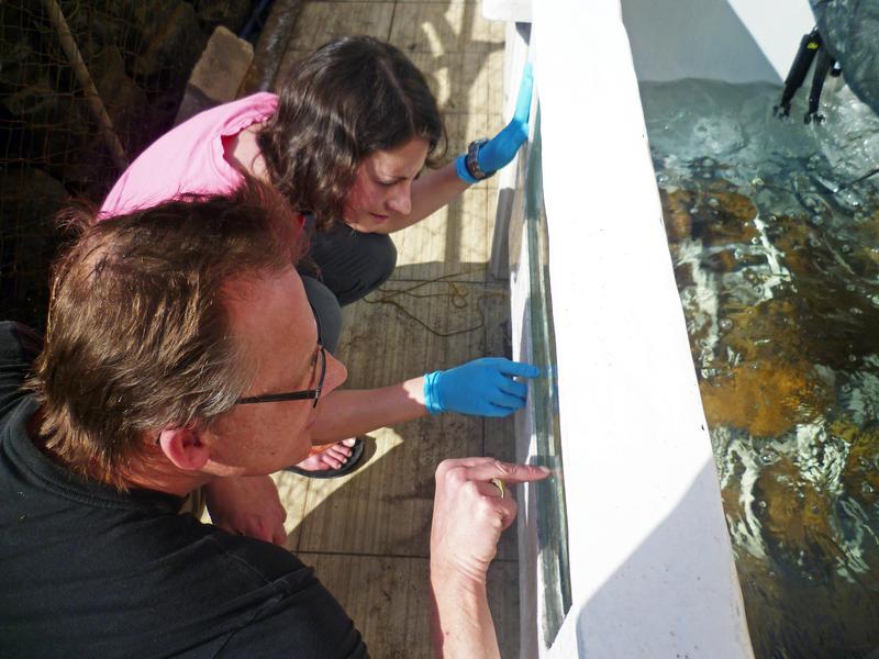 Bernhard Kegel und eine Doktorandin des ZMT in der Meeresforschungsstation in Akaba, Jordanien, vor einem der Aquarien
