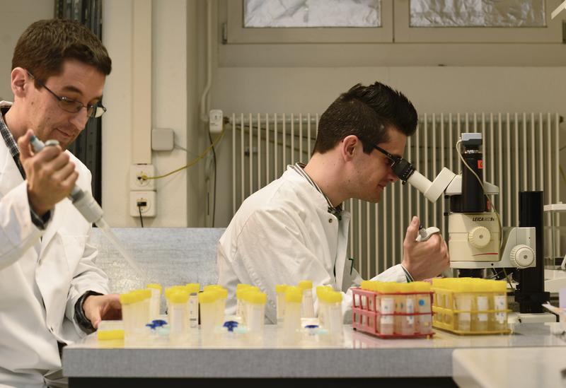 Mit dem Videomikroskop und Computermodellen verfolgen die Wissenschaftler Florian Altermatt (l) und Emanuel Fronhofer einzellige Wimperntierchen in ihrer künstlichen Mini-Welt.