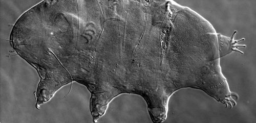 The newly discovered type of tardigrade Echiniscus pardalis was given its name due to the panther-like spot pattern below the body’s surface. 	