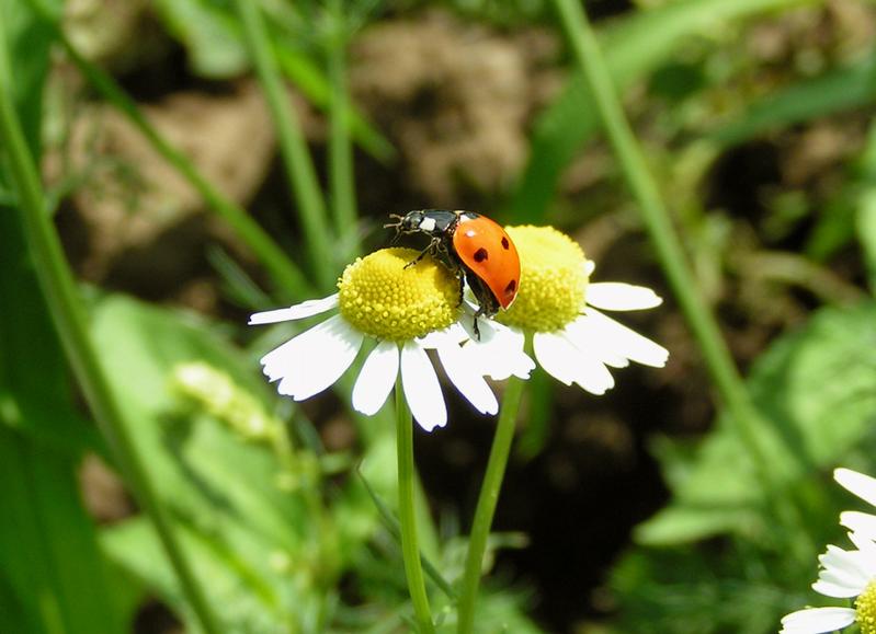 Siebenpunkt-Marienkäfer (Coccinella septempunctata )