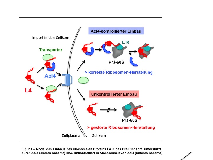 Modell des Einbaus des ribosomalen Proteins L4 in das Prä-Ribosom