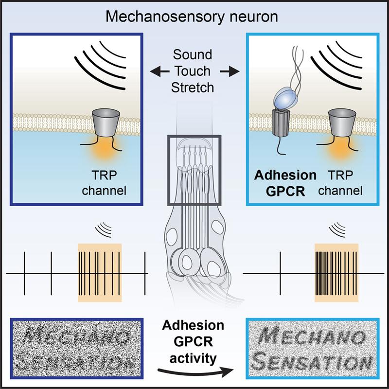 Schematische Darstellung der Wirkungsweise von Latrophilin. Der Rezeptor moduliert die Wahrnehmung von Reizen aus der Umwelt.