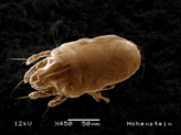Close-up of a mite:faeces particles reach mucus membranes via the respiratory tracts which can trigger typical symptoms:runny nose, itchy eyes and, in severe cases,even shortness of breath and asthma